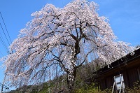 前川桜