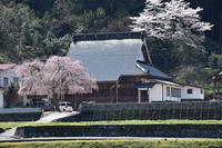 西蓮寺の１本桜