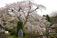 湯抱温泉の桜