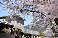 潮駅の桜