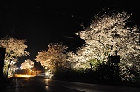 沢谷夜桜
