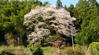 青木の一本桜