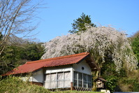 飯谷のしだれ桜