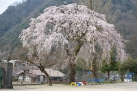 小学校の桜