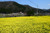 熊見の菜の花畑