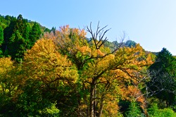 酒谷のオロチカツラ