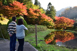 酒谷もみじ街道紅葉昼