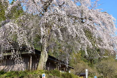 前川桜