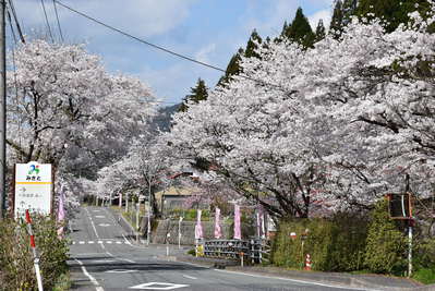 沢谷三里桜街道