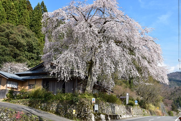 前川桜１