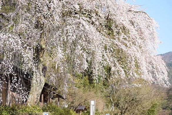 前川桜２