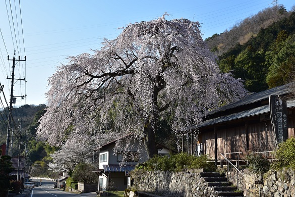 前川桜３