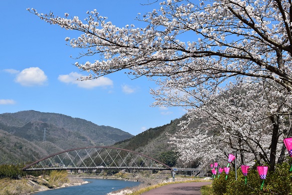 大和の桜並木