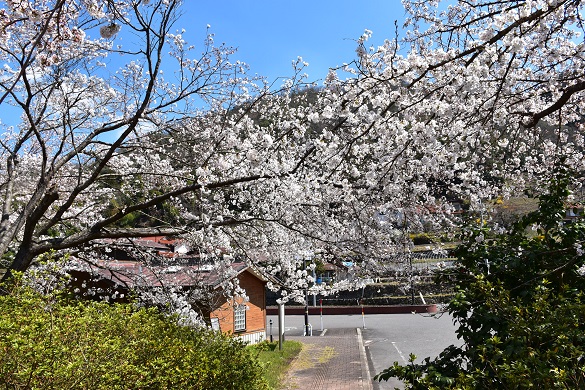 大和の桜並木５