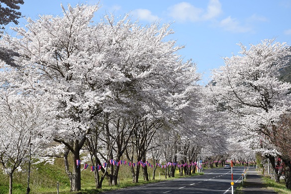 旧JR三江線潮駅周辺の桜並木