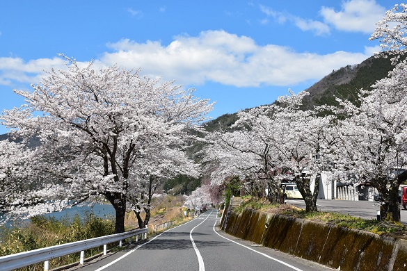 旧JR三江線潮駅周辺の桜並木２