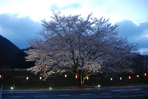 旧JR三江線潮駅周辺の桜並木４