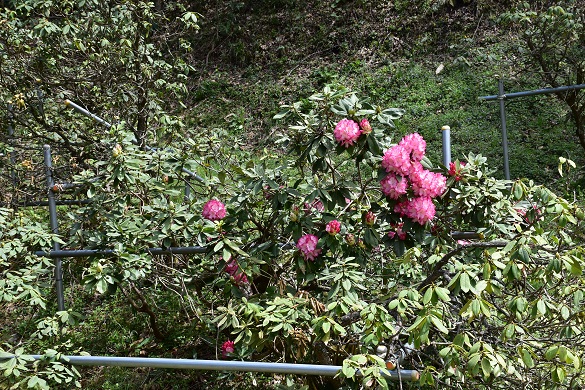 シャクナゲパーク花の谷４