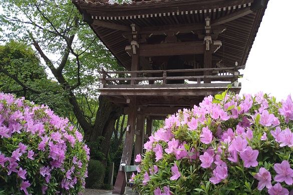 妙用寺【花桃】【つつじ】【藤の花