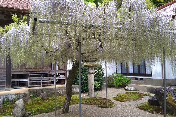 妙用寺【花桃】【つつじ】【藤の花４