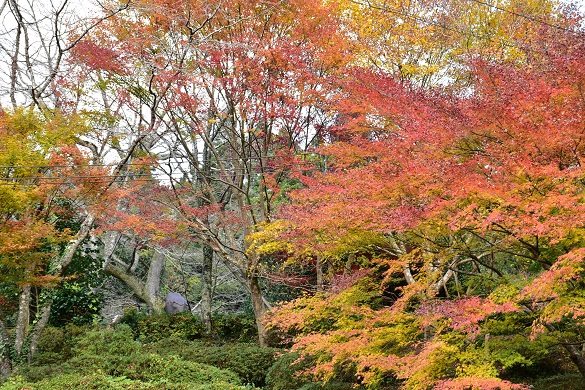 妙用寺【花桃】【つつじ】【藤の花５