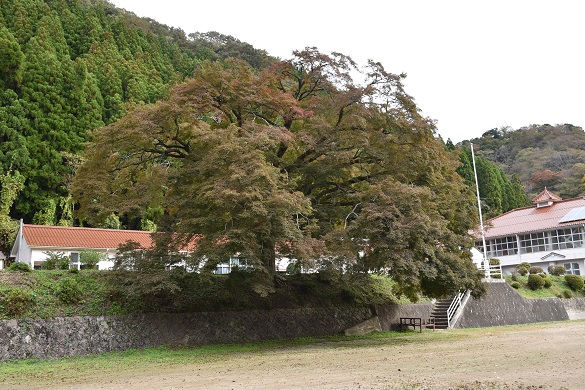 学舎のいろはもみじ３