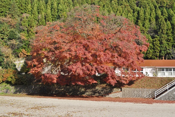 学舎のいろはもみじ５