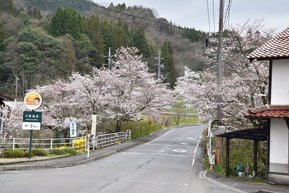 沢谷三里桜街道