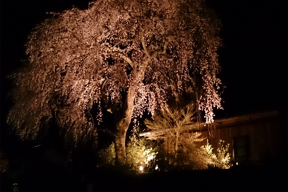 沢谷三里桜街道３