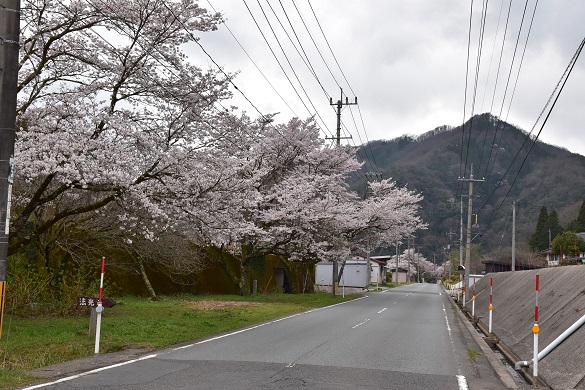 沢谷三里桜街道５