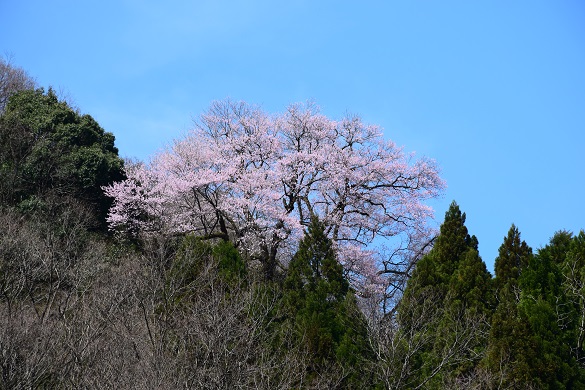 花の谷のエドヒガンザクラ