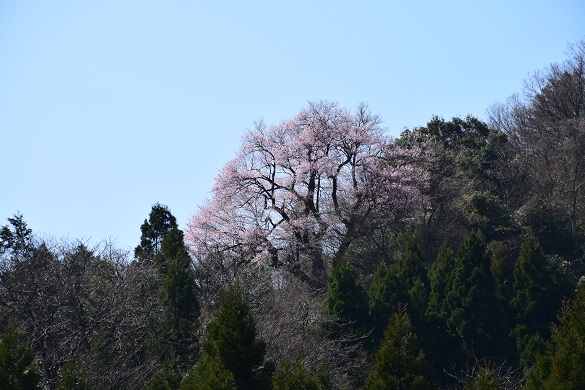 花の谷のエドヒガンザクラ２