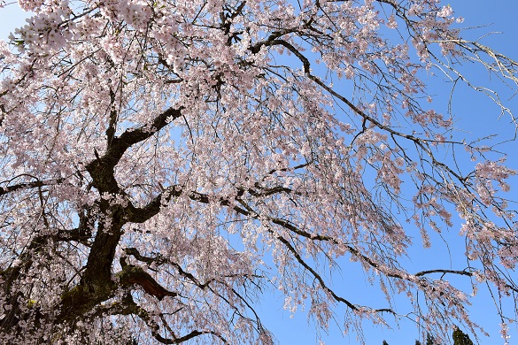 西蓮寺の枝垂れ桜２