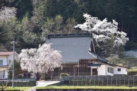 西蓮寺の枝垂れ桜４