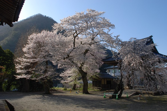 浄土寺の桜１