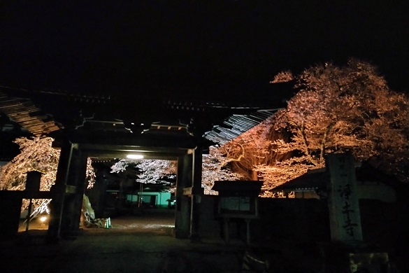 浄土寺の桜２