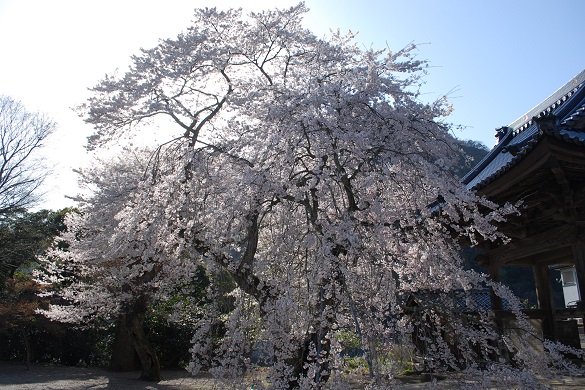 浄土寺の桜３
