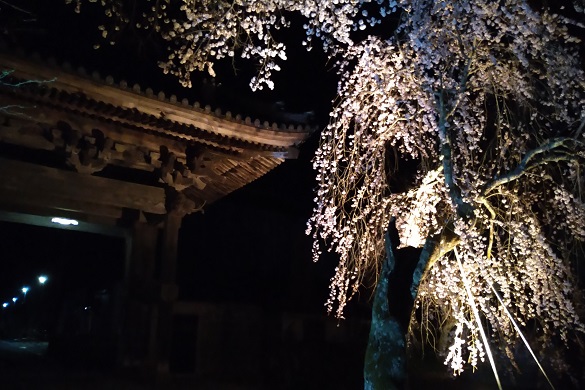 浄土寺の桜４