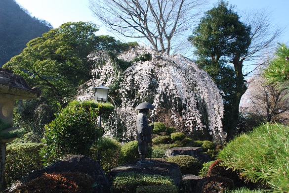 浄土寺の桜５