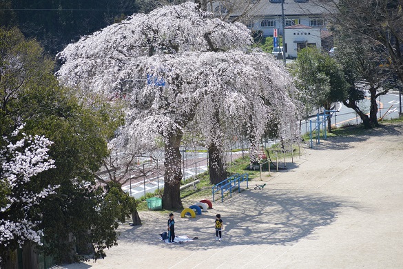 邑智小学校の桜