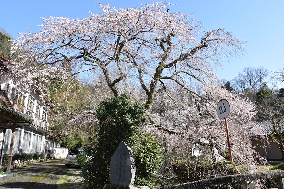 湯抱温泉街の桜