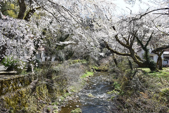 湯抱温泉街の桜３