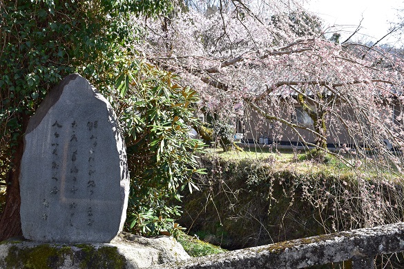 湯抱温泉街の桜４