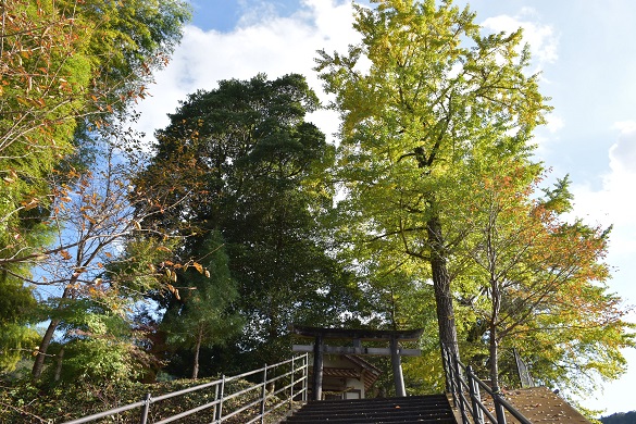 簗瀬王子神社の銀杏