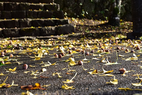 簗瀬王子神社の銀杏２