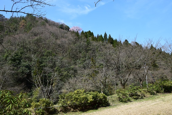 花の谷のエドヒガンザクラ４