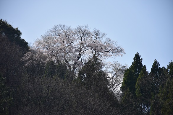 花の谷のエドヒガンザクラ５