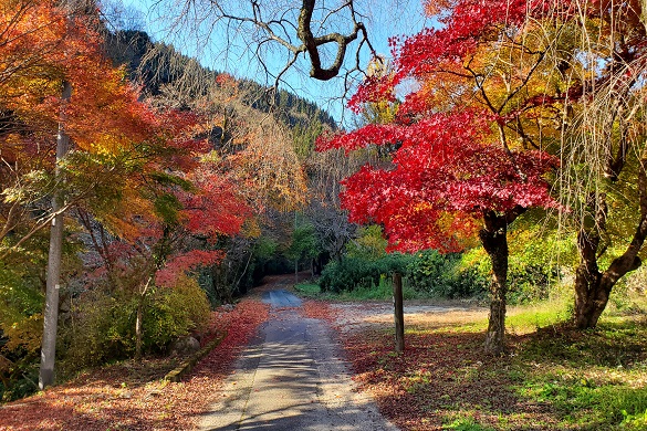 湯抱川【紅葉】