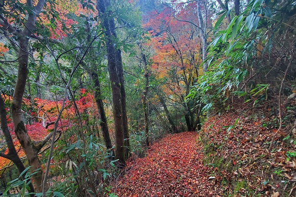 湯抱川【紅葉】３