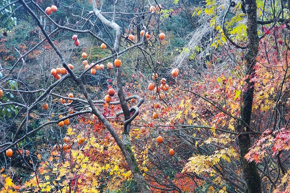 湯抱川【紅葉】５